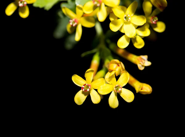 Natura — Foto Stock