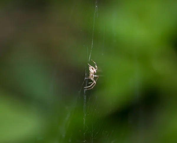 Naturaleza — Foto de Stock