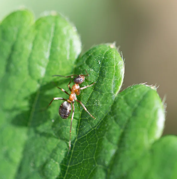 Naturaleza — Foto de Stock