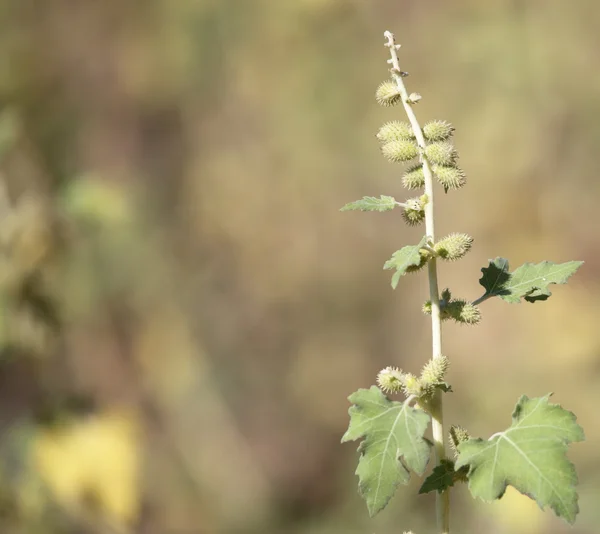 Nature — Stock Photo, Image