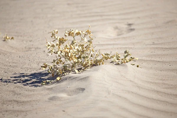 Nature — Stock Photo, Image