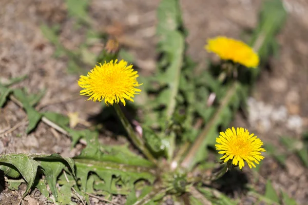 Natur — Stockfoto