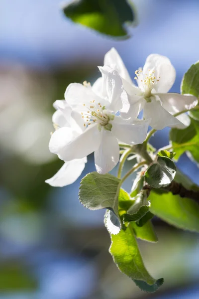 Natur — Stockfoto