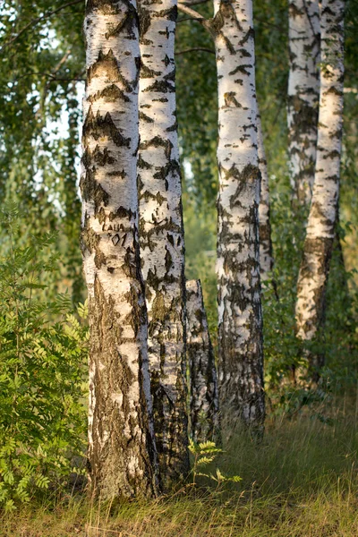 Naturaleza — Foto de Stock