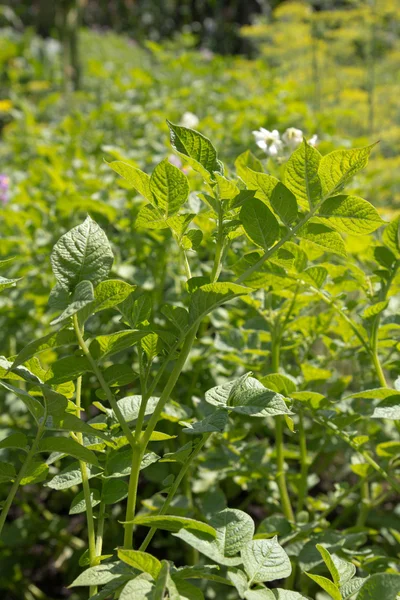 Natuur — Stockfoto