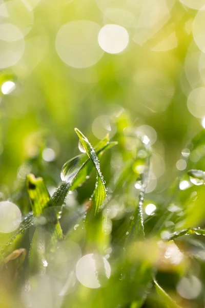 Naturaleza — Foto de Stock