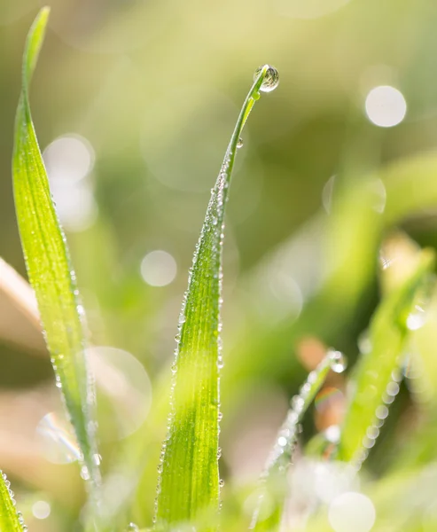 Natur — Stockfoto