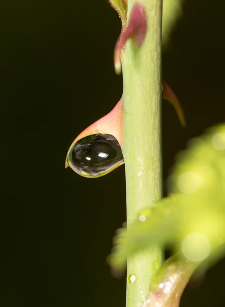 Naturaleza — Foto de Stock