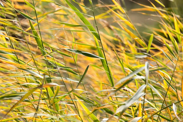 Natuur — Stockfoto