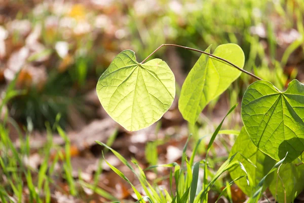 Natuur — Stockfoto