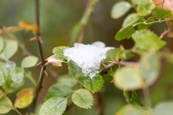 Nature — Stock Photo, Image