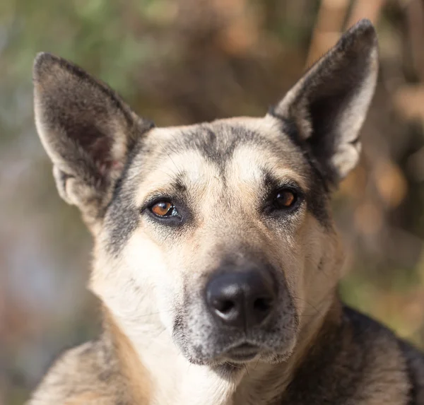 Doğa