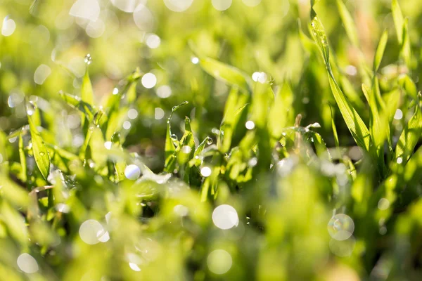 Naturaleza — Foto de Stock