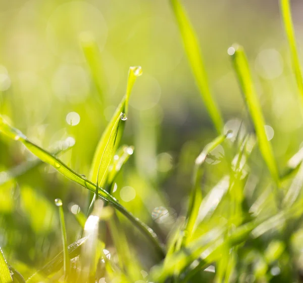 Nature — Stock Photo, Image