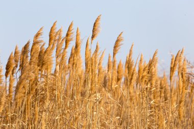 Doğa
