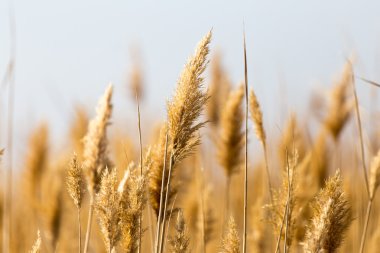 Doğa