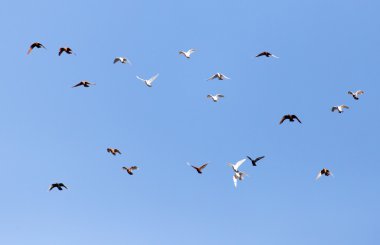 Doğa