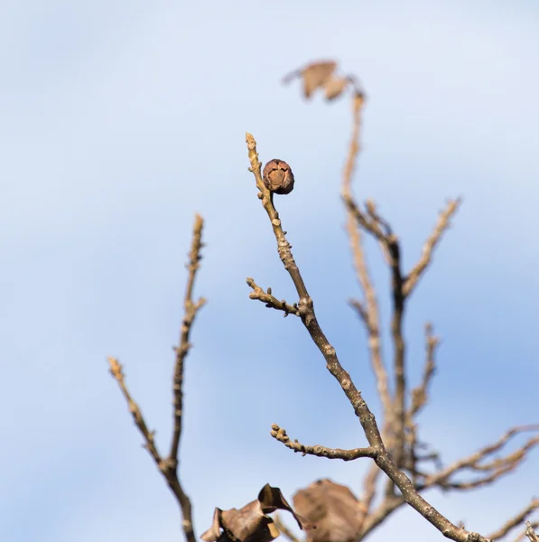 Natura — Foto Stock