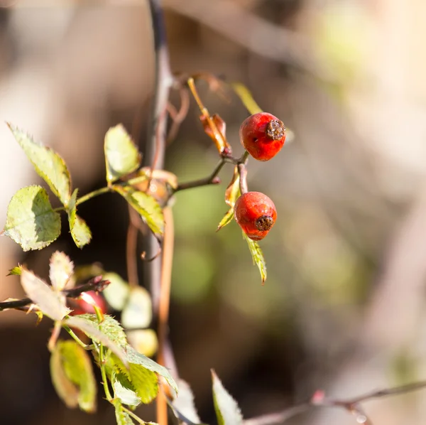 Natur — Stockfoto