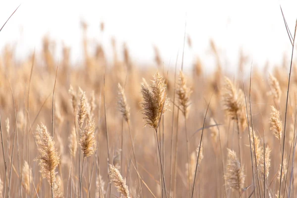 Natuur — Stockfoto