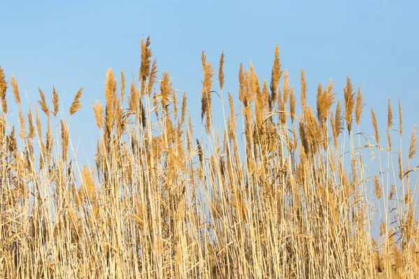 Natuur — Stockfoto