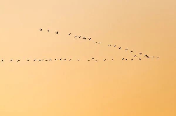 Natuur — Stockfoto