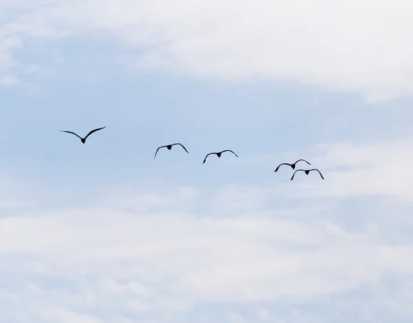 Naturaleza — Foto de Stock