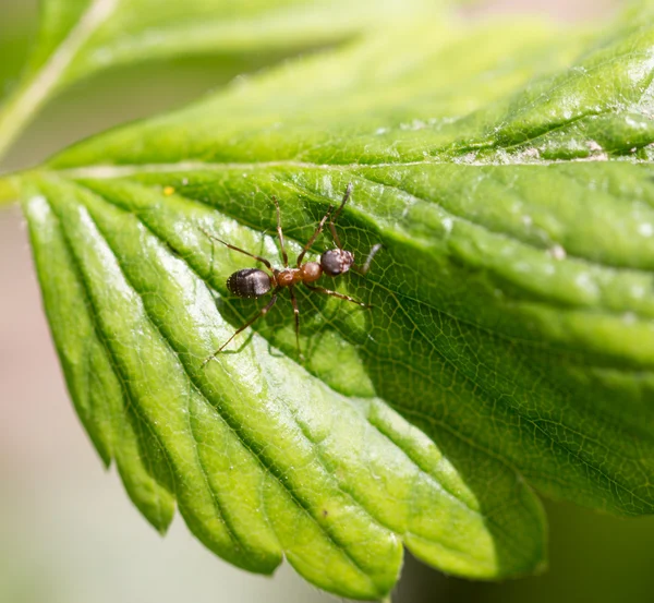 Nature — Stock Photo, Image