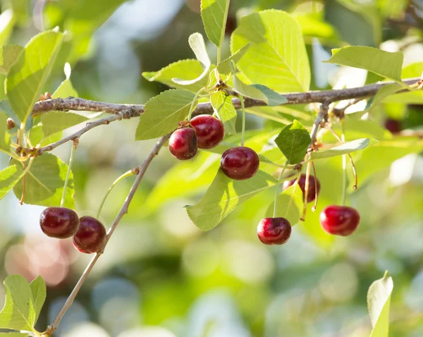 Nature — Stock Photo, Image