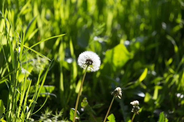 Naturaleza — Foto de Stock