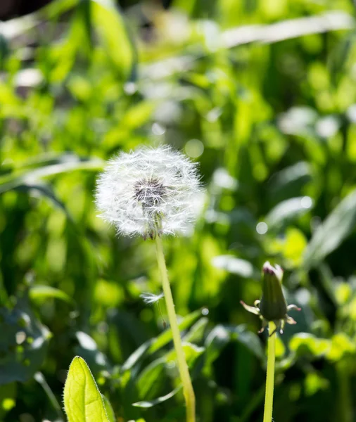 Natur — Stockfoto