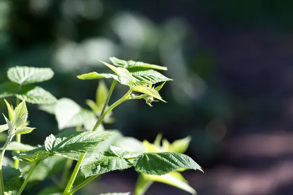 Nature — Stock Photo, Image