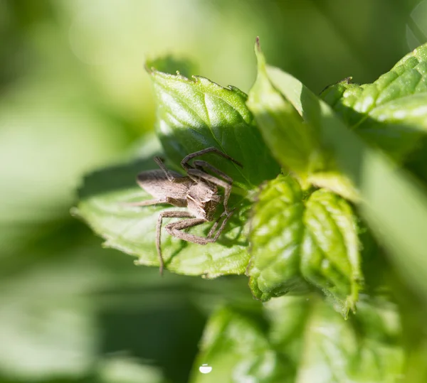 Nature — Stock Photo, Image