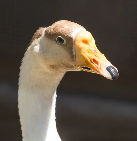 Příroda — Stock fotografie