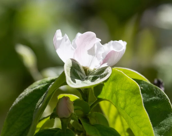 Nature — Stock Photo, Image