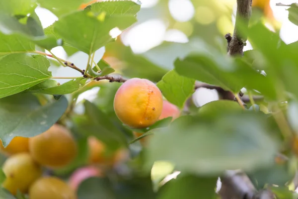 Doğa — Stok fotoğraf