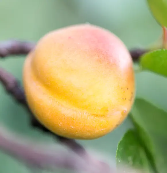 Naturaleza — Foto de Stock