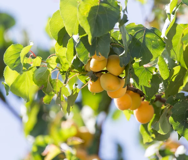 Natuur — Stockfoto