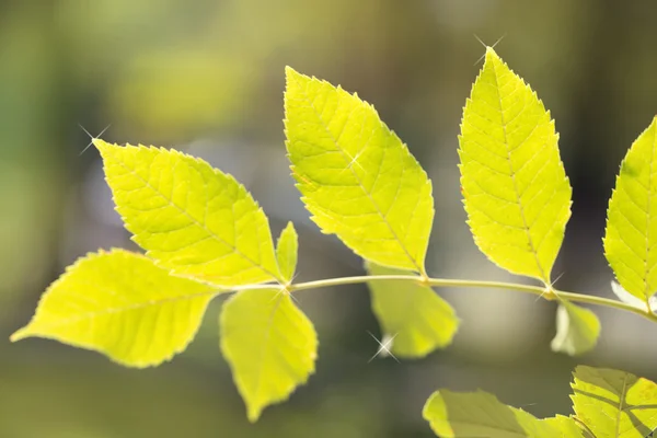 Natuur — Stockfoto