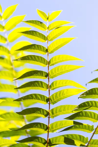 Naturaleza — Foto de Stock