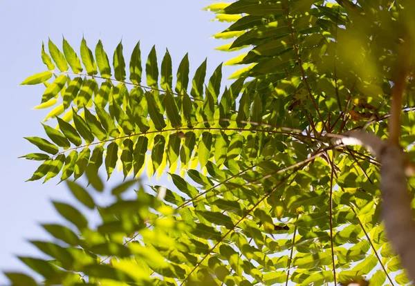 Naturaleza —  Fotos de Stock