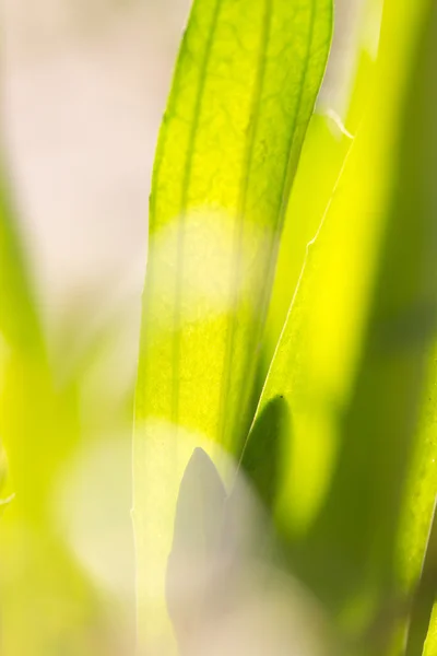 Natura — Foto Stock