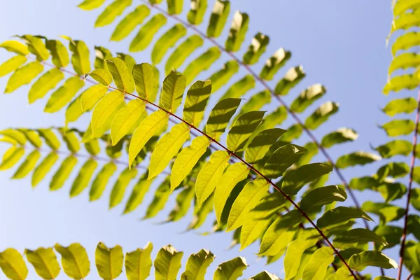 Natur — Stockfoto