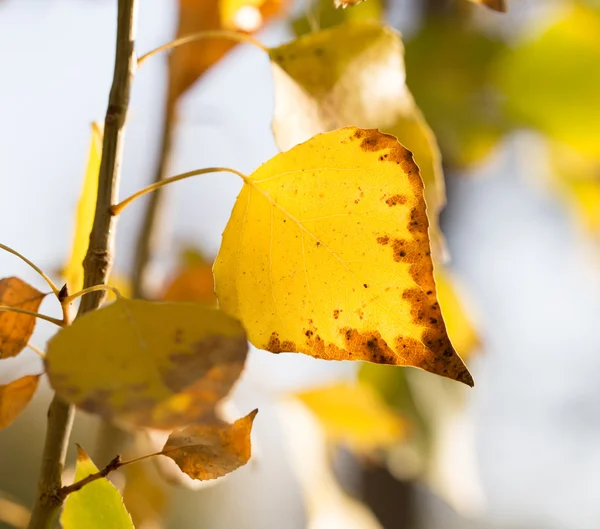 Nature — Stock Photo, Image