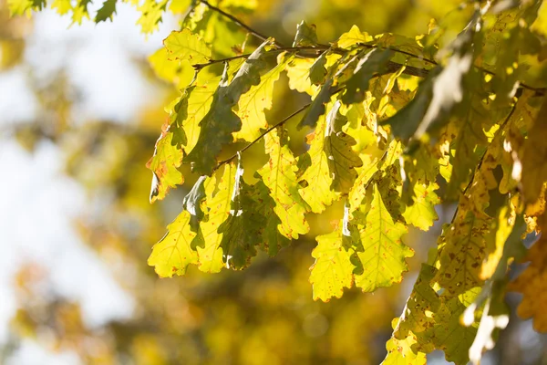 Nature — Stock Photo, Image