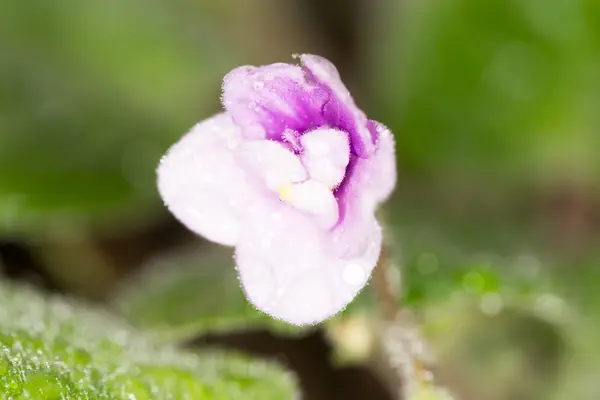 Naturaleza —  Fotos de Stock