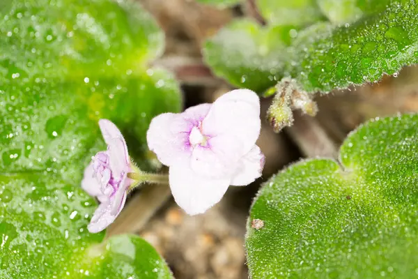 Natuur — Stockfoto