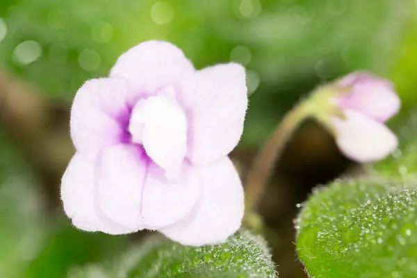 Natur — Stockfoto