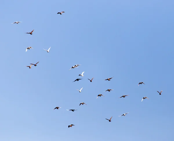 Natureza — Fotografia de Stock