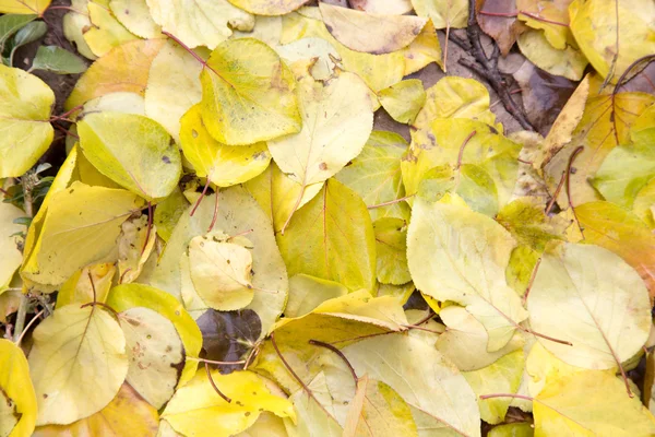 Naturaleza — Foto de Stock